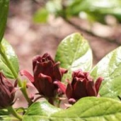 Calycanthus floridus 'Ferox'