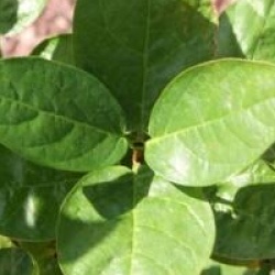 Calycanthus occidentalis - Calycanthe de Californie