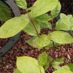 Calycanthus occidentalis