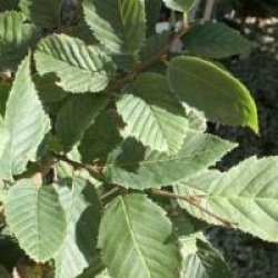 Carpinus betulus 'Fastigiata' - Charme fastigi�