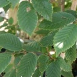 Carpinus betulus 'Fastigiata'