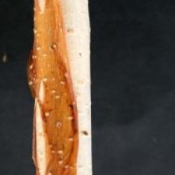 Betula utilis var. jacquemontii