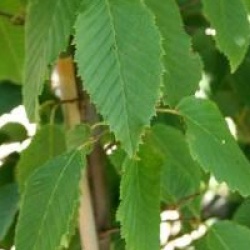 Carpinus betulus 'Frans Fontaine' - Charme fastigi� Frans Fontaine