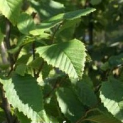 Carpinus betulus 'Frans Fontaine'