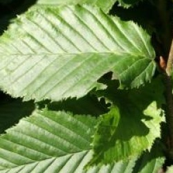 Carpinus betulus 'Monument'