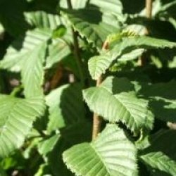 Carpinus betulus 'Monument'
