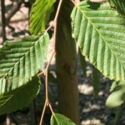 Carpinus betulus 'Pendula' - Charme pleureur