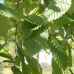 Carpinus betulus 'Pendula'