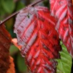 Carpinus caroliniana