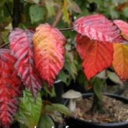 Carpinus caroliniana