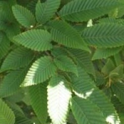 Carpinus japonica