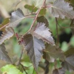 Betula pendula 'Bibor'