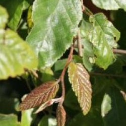 Carpinus turczaninovii