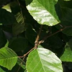 Carpinus turczaninovii