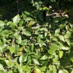 Carpinus turczaninovii