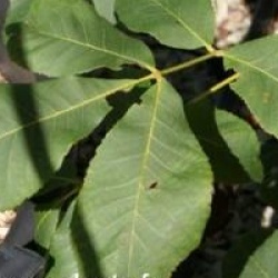 Carya ovata