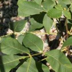 Carya ovata