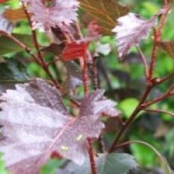Betula 'Royal Frost' - Bouleau pourpre