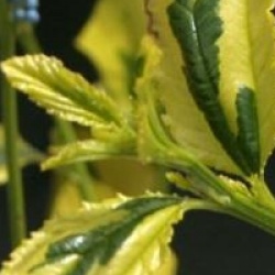 Ceanothus 'Zanzibar' - C�anothe panach� Zanzibar