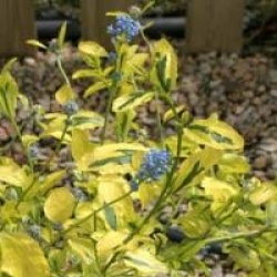 Ceanothus 'Zanzibar'