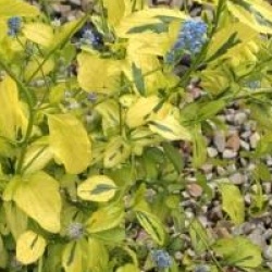 Ceanothus 'Zanzibar'