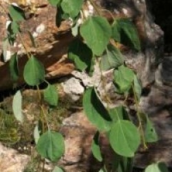 Cercidiphyllum japonicum 'Pendulum'