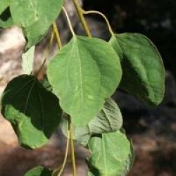 Cercidiphyllum japonicum 'Pendulum' - Arbre � caramel pleureur