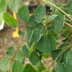 Cercidiphyllum japonicum 'Pendulum'