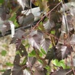 Betula 'Royal Frost'