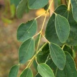 Cercidiphyllum japonicum 'Pendulum'