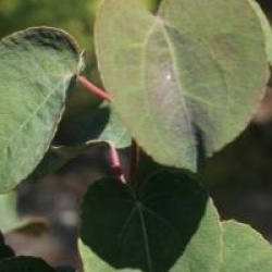 Cercidiphyllum japonicum 'Rotfuchs'