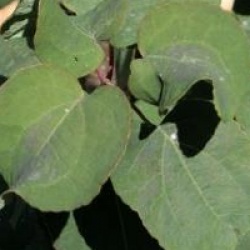 Cercidiphyllum japonicum 'Rotfuchs'