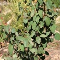 Cercidiphyllum japonicum 'Rotfuchs'