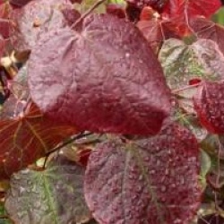 Cercis canadensis 'Forest Pansy'