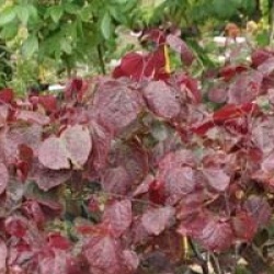 Cercis canadensis 'Forest Pansy'