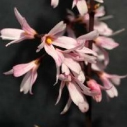 Abeliophyllum distichum