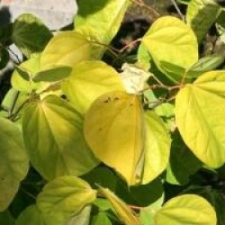 Cercis canadensis 'Melon Beauty'