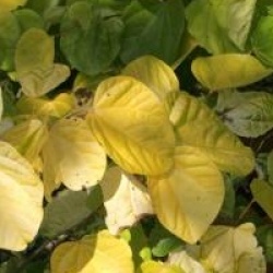 Cercis canadensis 'Melon Beauty'