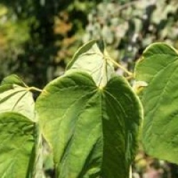 Cercis canadensis 'Royal White'