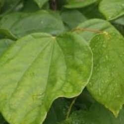 Cercis chinensis 'Avondale'