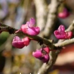 Cercis chinensis 'Don Egolf'