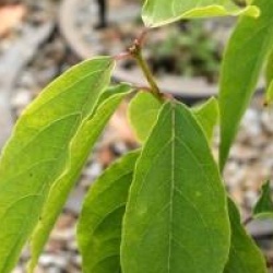 Chimonanthus praecox