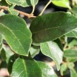 Chionanthus retusus 'Arnold Pride' 