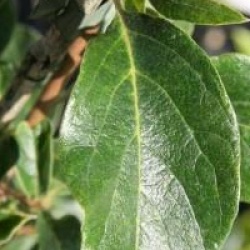 Chionanthus retusus 'Arnold Pride' 