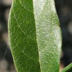 Chionanthus retusus 'Botanica's Beauty'