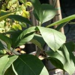 Chionanthus virginicus