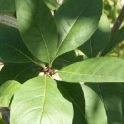 Chionanthus virginicus