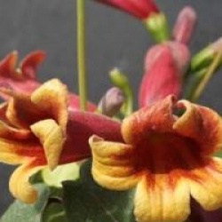 Bignonia capreolata  - Bignone � vrilles