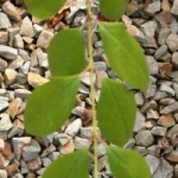 Chimonanthus nitens  - Chimonanthus nitens 