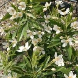 Choisya x dewitteana 'Aztec Pearl'